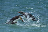 Gentoo  Penguins 